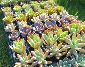 Bulk Succulent Plants, Live Rare Assorted Succulent, Succulent Gifts for  Father's Day | Wedding Shower | Baby Shower | Bridal Shower - Etsy