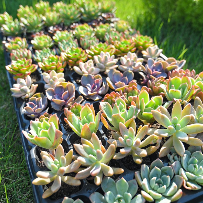 Bulk Succulent Plants, Live Rare Assorted Succulent. For Bridal Shower Favors Succulent Gifts, Wedding Shower Favors, Baby Shower Favors image 7