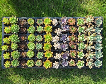 May include: A tray of 48 small succulent plants in various shades of green, brown, and purple. The plants are arranged in a grid pattern and are all in individual pots.
