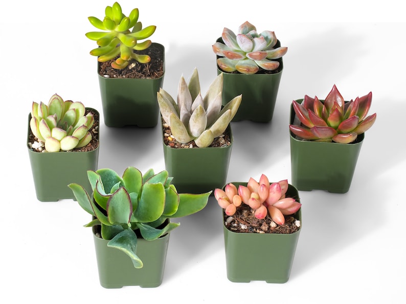 DesertViewCactus Rosette Succulent Plants - Thumbnail 4