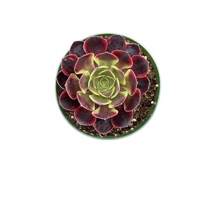 May include: A green pot with a dark red and green succulent plant. The succulent has a rosette shape with many leaves.