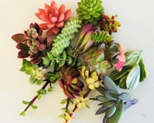 10 Assorted Succulent Cuttings, Clippings No 2 Cuttings Alike Great for Garden Terrariums Mini Fairy Wedding Wall Decor Father 39 s Day Gifts