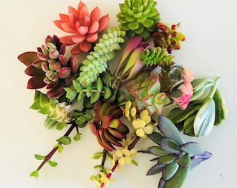 Peut inclure: Une collection de plantes succulentes dans différentes nuances de vert, rouge et jaune. Les succulentes sont disposées en un groupe lâche, certaines plantes se chevauchant.