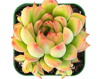 Succulent Plant--2" Mini Echeveria Mebina--Plant Perfect for Garden Party Favors, Outdoor Indoor Decor,Wall Decor, Great Plant Gifts