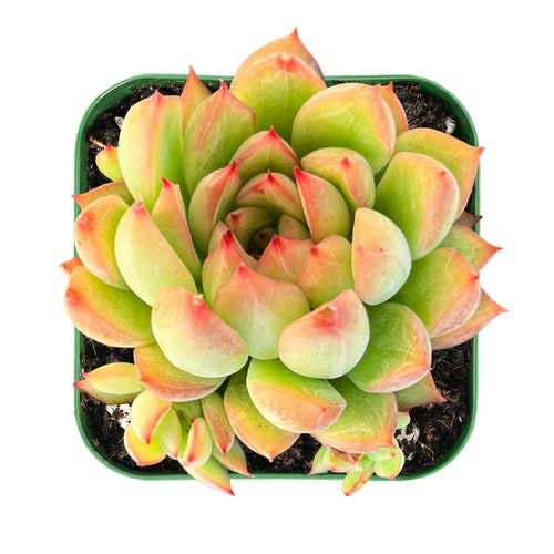 Succulent Plant--2" Mini Echeveria Mebina--Plant Perfect for Garden Party Favors, Outdoor Indoor Decor,Wall Decor, Great Plant Gifts