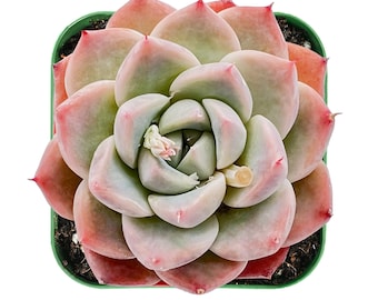 Alba Beauty--Live Fresh Echeveria Succulent Plant , Rosette Succulent Fully Rooted in 2” Plant Pot Perfect for Wedding Party office Decor