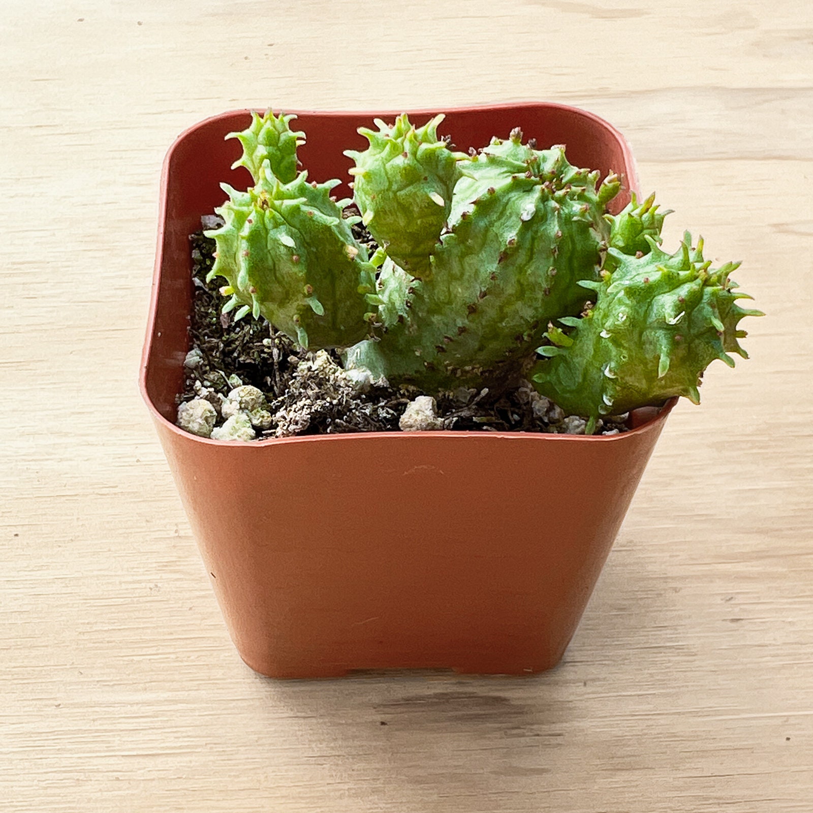 Euphorbia Monstrose - Etsy