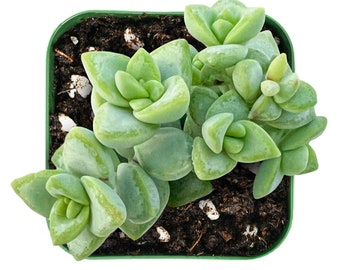 Succulent Plant--2“Mini Crassula Rupestris--Fully Rooted in 2'' Planter--For Succulent Lover, Baby Shower favors, Garden Party Decor.