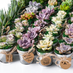 36-120 Pack Live Succulent & Mini Metal Buckets – Wedding, Party, Bridal Shower, and Baby Shower Favors with Customizable Tags