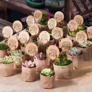 24/50 Packs Succulent FavorWedding Party Favor/Baby Shower Favor/Bridal Shower Favor Live Succulent PlantBurlap WrapsTags image 6