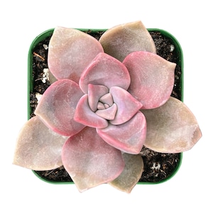 Purple Delight--Live Fresh Succulent Plant, Graptopetalum Plant, Fully Rooted in 2 inch Planter, Perfect for Wedding Party Baby Show Gift
