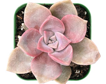 Purple Delight--Live Fresh Succulent Plant, Graptopetalum Plant, Fully Rooted in 2 inch Planter, Perfect for Wedding Party Baby Show Gift