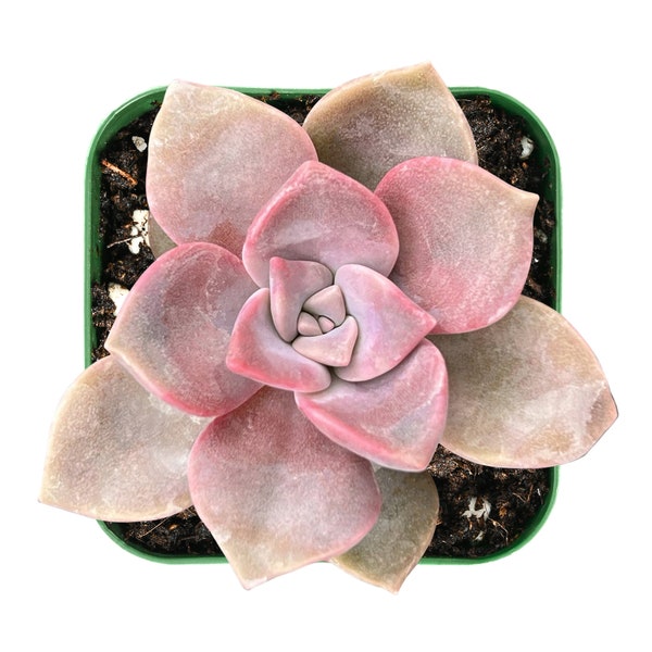 Purple Delight--Live Fresh Succulent Plant, Graptopetalum Plant, Fully Rooted in 2 inch Planter, Perfect for Wedding Party Baby Show Gift