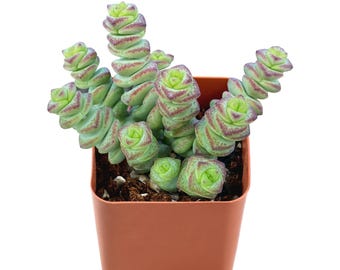 Rare Live Succulent Plant--2&quot; Mini Crassula cv. &#39;Jade Necklace&#39;--Fully Rooted in 2” Plant Pot--Great for Indoor Office Wall Decor,Plant Gift