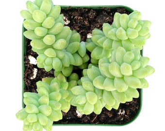 Succulent Plant--2&quot; mini Burro&#39;s Tail (Sedum Morganianum) Donkey&#39;s Tail--Rooted in 2&#39;&#39; Plant Pot--For Succlent Lover, Hardy Succulent