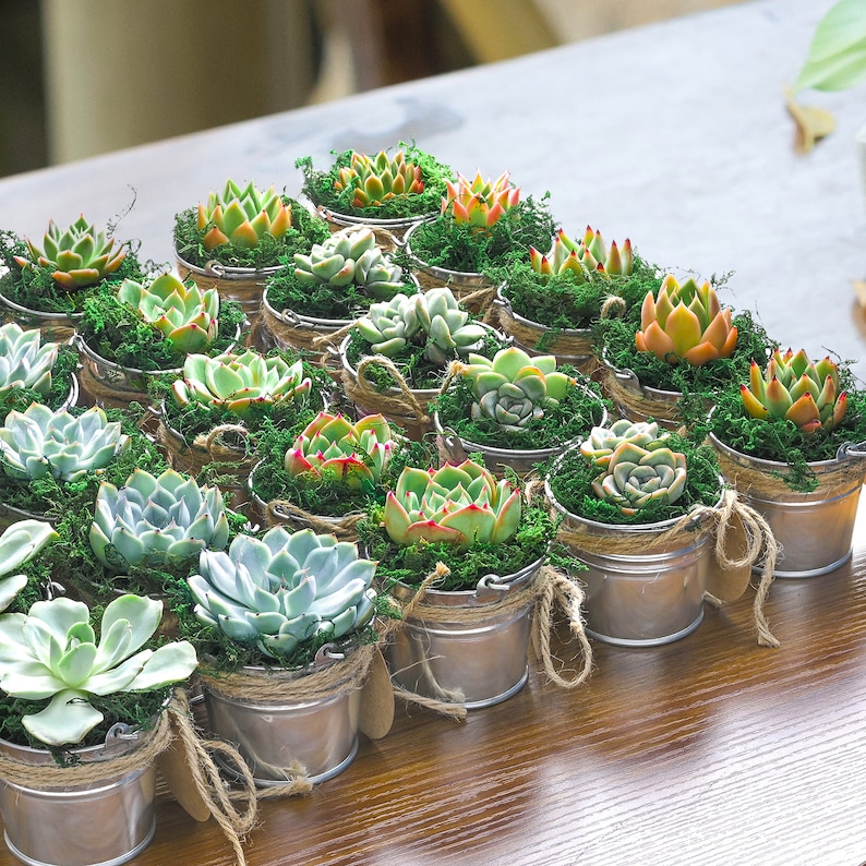 5/10/20/25/30 Bulk Succulent FavorWedding Party Favor,Bridal Shower Favor,Baby Shower FavorLive Succulent PlantMini BucketsAccessaries zdjęcie 5