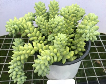 Succulent Plant--Burro's Tail/Donkey's Tail (Long Stems)--Rooted in 4''Pot--Hanging Plant For Wall Decor,Garden Party Decor,Plant Lover Gift