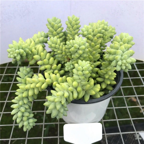 Succulent Plant--Burro's Tail/Donkey's Tail (Long Stems)--Rooted in 4''Pot--Hanging Plant For Wall Decor,Garden Party Decor,Plant Lover Gift