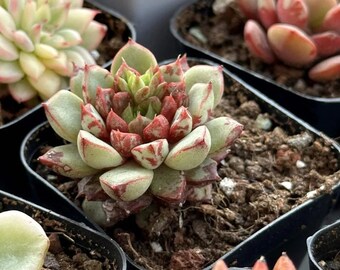 Echeveria Firework--Succulent Plant  Fully Rooted in 2'' Nursery Pot--Rare Succulent