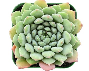 2" Mini Echeveria ‘Chrissy N Ryan’--Succulent Plant Fully Rooted in 2” Plant Pot--Great for Indoor Wall Decor Nice Gifts for Friends