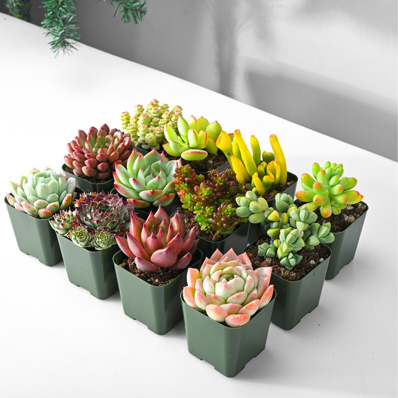 DesertViewCactus Rosette Succulent Plants - Thumbnail 2