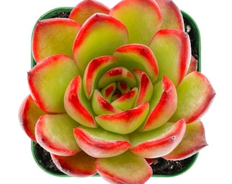 Succulent Plant--Echeveria &#39;Puli-lindsayana&#39;--Rooted in 2” Plant Pot, Rare Succulents For Indoor Wall Decor Nice Gift for him, Best Friends