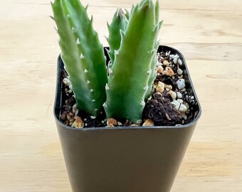 Black Bell--Succulent Plant (Stapelia Leendertziae) Rooted in 2" Planter-- For Home Table Decor, Green Party Favors/Decor,Plant Lover Gifts