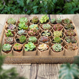 24/50 Packs Succulent Favor--Wedding Party Favor/Baby Shower Favor/Bridal Shower Favor-- Live Succulent Plant+Burlap Wraps+Tags