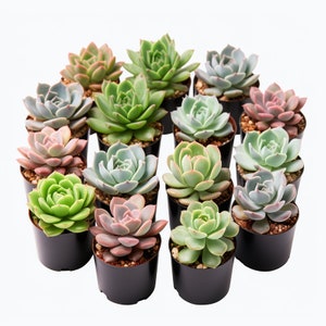 Bulk Succulent Plants, Live Rare ROSETTE Assorted Succulent, Succulents for Bridal Shower Favors,Wedding Shower Favors, Baby Shower Favors