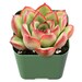see more listings in the Succulents-2" NurseryPot section