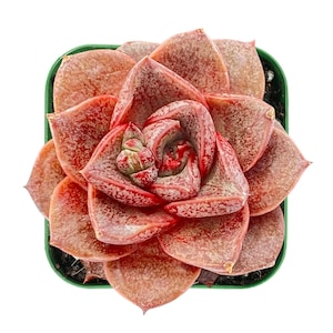 Succulent Plant, live Fresh Echeveria Purpusorum Rosette Plant Fully rooted in 2'' planter, Perfect for Indoor Office Outdoor Garden Decor