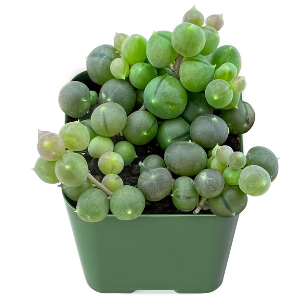 String of Pearls--Live Rare Succulent Plant--Fully Rooted in 2'' Planter-- Popular Garden Decoration,Wall decoration, Hanging Plant Plants
