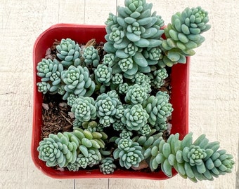 Sedum Dasyphyllum Major--Live Succulent Plant--Rooted in 2" Pot--Great Gift For Friends/Mom/Teacher, Plant Lover Gift.