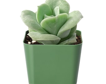 Rosette Succulent Plant--Echeveria 'Lovely Rose'--Rooted in 2" Plant pot--Great for best Friends, Graduation Gifts, Wedding Party Decor