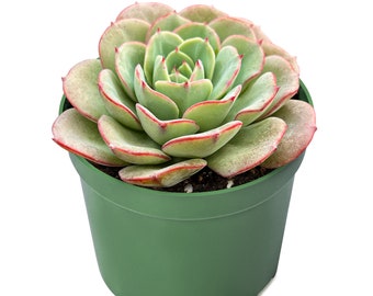 Atlantis--4" Echeveria Succulent Plant Fully Rooted in 4 inch Planter-- Beautiful for Green Party, Baby Shower, Wedding Favors