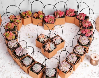 Live Succulent Plants in Bags with Handles | Wedding Favor Gift | Bridal Shower Gift | Baby Shower Gift | Party Favors | Plant Gifts