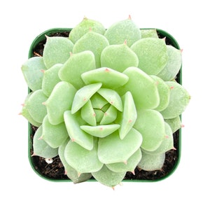 Succulent Plant--2" mini Echeveria derenbergii--Fully Rooted in 2" Plant Pot--Beautiful for Indoor Wall decor Perfect Gift for Best friends