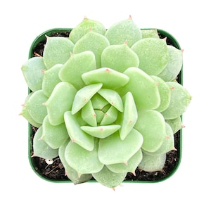 Echeveria Derenbergii Succulent: Fully Rooted 2" Plant, Home Decor | Office Decor | Party Favors | Easter Gift | Mother's Day Gift