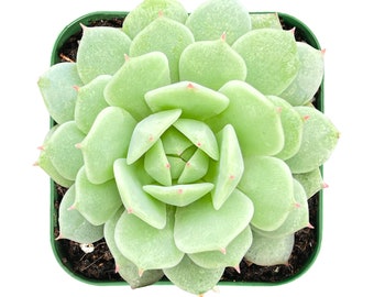 Succulent Plant--2" mini Echeveria derenbergii--Fully Rooted in 2" Plant Pot--Beautiful for Indoor Wall decor Perfect Gift for Best friends