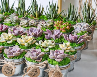 May include: A collection of small succulent plants potted in individual galvanized metal buckets. Each bucket is tied with twine and features a round brown paper tag with the text Thank You printed in black ink. The plants include green striped haworthia and various pastel-colored rosette succulents nestled in bright green moss.