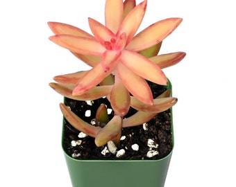 Golden Sedum--Succulent Plant--Sedum Adolfii--Rooted in 2'' Planter--For Wedding Party Baby Show Decor,Hardy Succulent