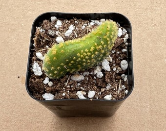 Opuntia Microdasys Monstrose--Rare Cactus/Live Succuelnt Plant--Rooted in 2"Pot--For Succuelnt Lover. Home Garden Decor.