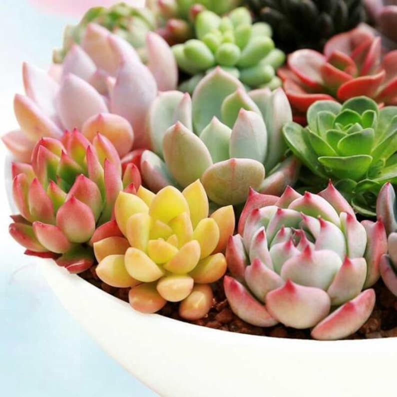 DesertViewCactus Rosette Succulent Plants - Thumbnail 5