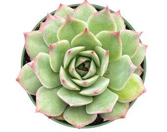 Echeveria Pink Tips--Succulent Plant Fully Rooted in 4'' Planter--Perfect For Indoor Office Table Decor, Plant Lover Gift
