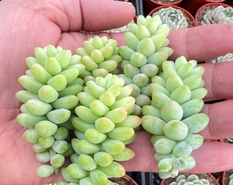 5 Pcs Live Fresh Succulent Cuttings, Cuttings of Burro's Tail Succulent, Easy to Grow and Care, Best Gift for Succulent favor Gardener