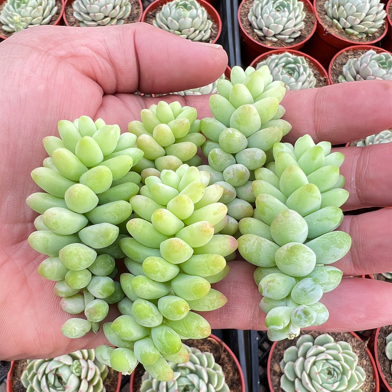 5 Pcs Live Fresh Succulent Cuttings, Cuttings of Burro's Tail Succulent, Easy to Grow and Care, Best Gift for Succulent favor Gardener