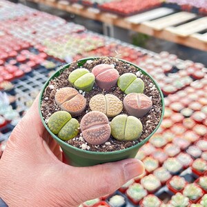9 Live Rare Lithops Succulent Plant Rooted in 4'' Container Perfect for Lithops Enthusiasts Home Garden Decor Succulent Gift Bild 3