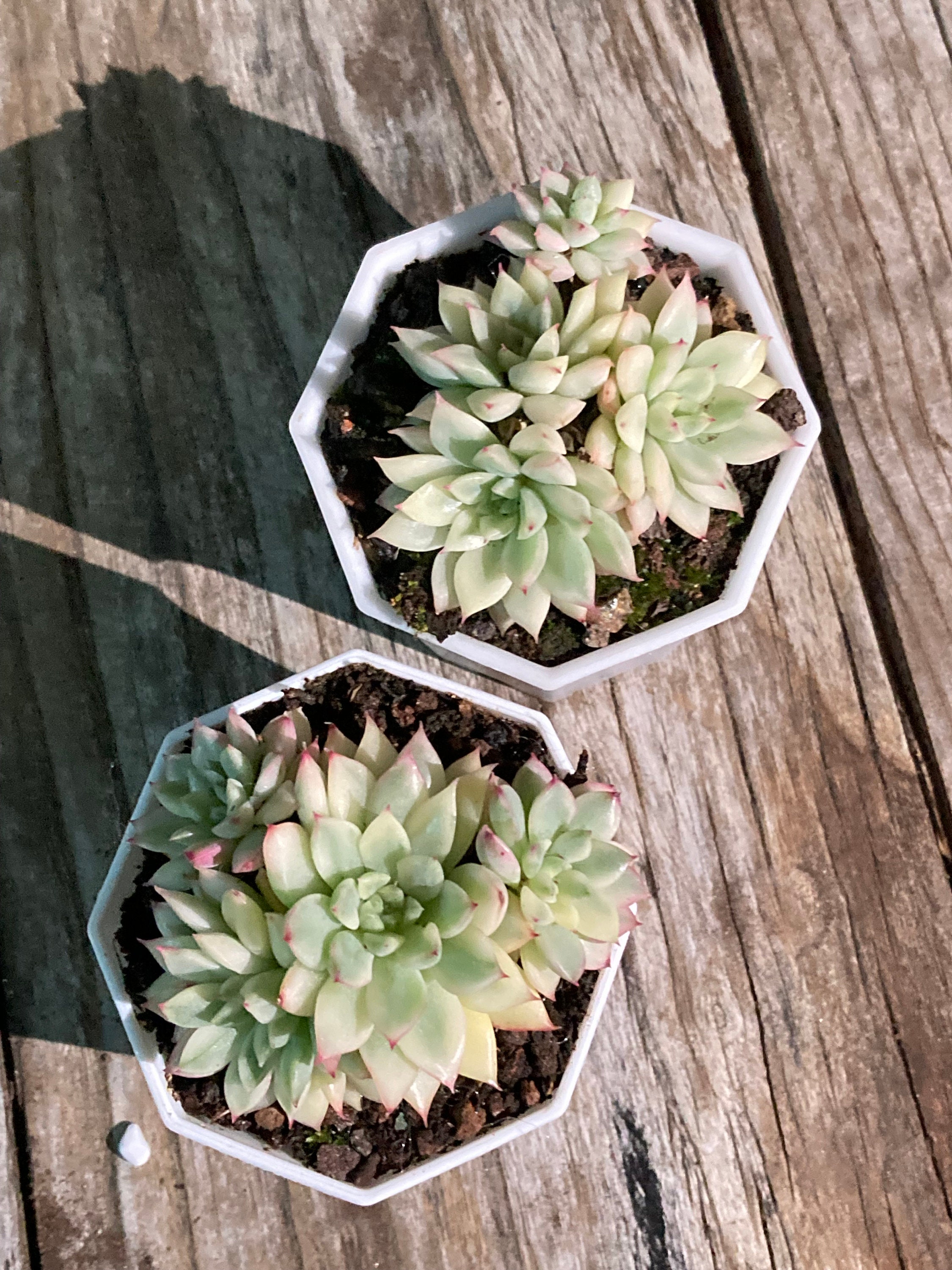 Variegated Echeveria Mebina Succulent, Live Plant in 2