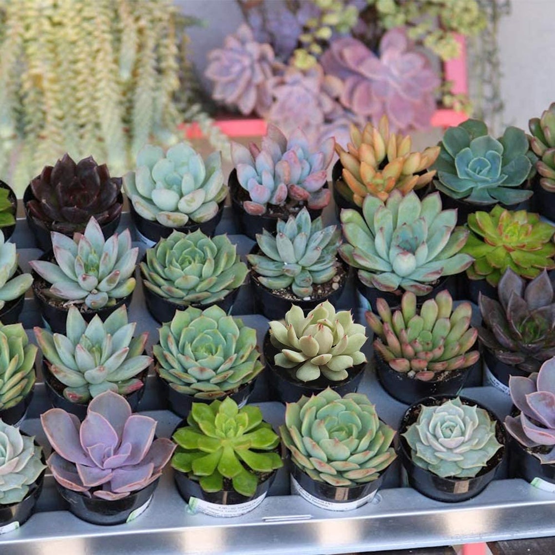 30 packs plantes succulentes 2'' Rares plantes Etsy