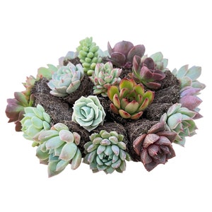 10 Assorted Succulent Cuttings Clippings No 2 Cuttings Alike - Etsy
